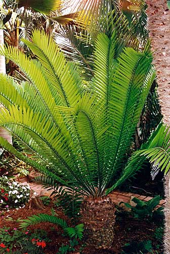 Encephalartos Altensteinii