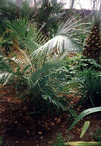 Arenga Palm