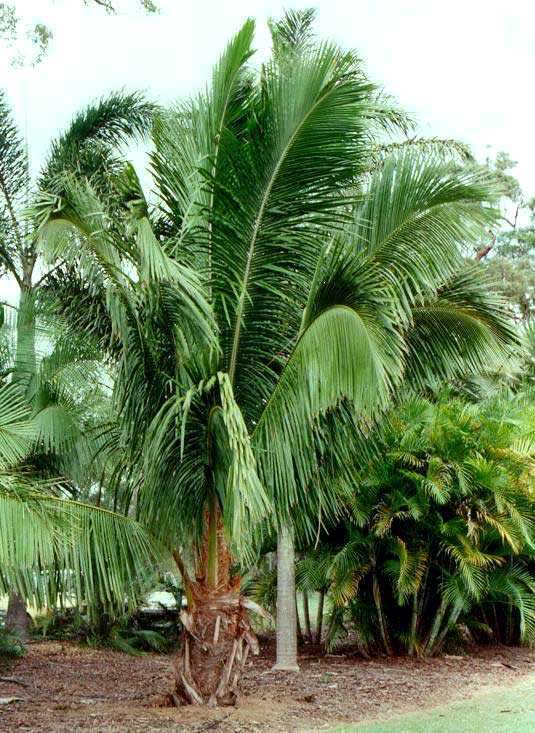 This auction is for 1 palm that is 3 4 foot tall with 4 5 leaves 