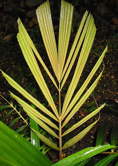 File:Gronophyllum affinae.jpg