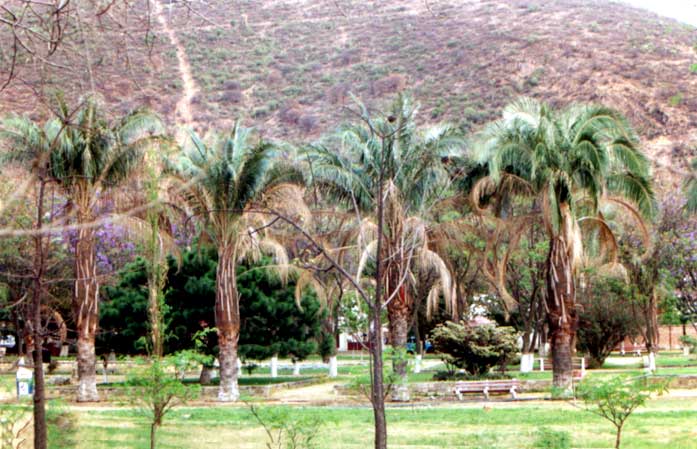 File:Parajubaea varTorallyi.jpg