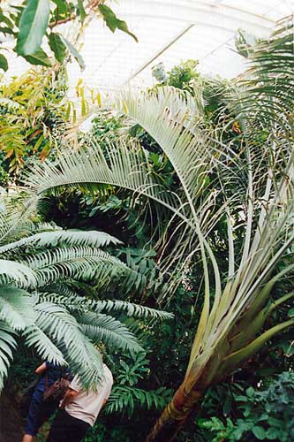 File:Botanic Gardens InteriorC04.jpg