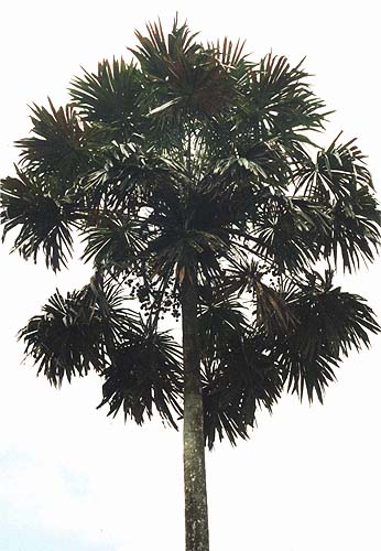 File:Pholidocarpus maiadum.jpg