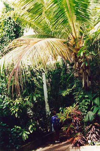 File:Botanic Gardens Interior02.jpg