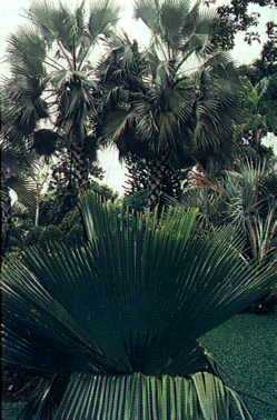 File:Botanic Gardens macro.jpg