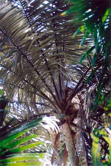 File:Polyandrococos caudescens03.jpg