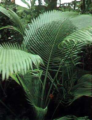 File:Beccariophoenix madagascariensis.jpg