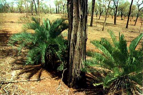 サイカス デソラタ/Cycas desolata Cycas desolata – Charters Towers Sago – Buy seeds at rarepalmseeds.com