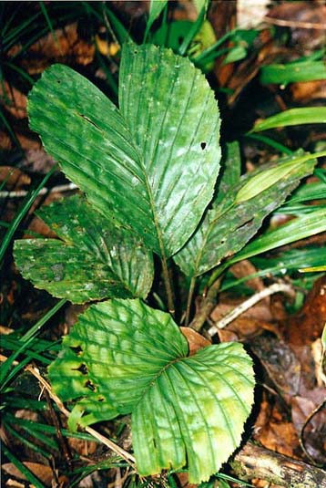 File:Gronophyllum cariosa.jpg
