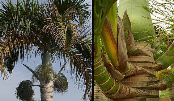 File:Botanic Gardens palm12.jpg