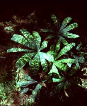 File:Botanic Gardens Lmapu.jpg