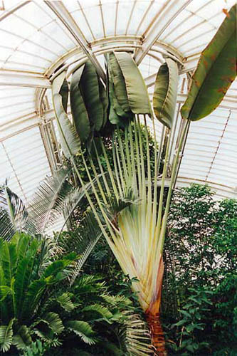 File:Botanic Gardens InteriorB05.jpg