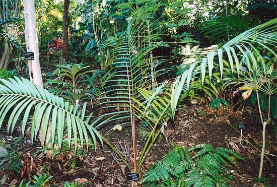 File:Heterospathe delicata.jpg