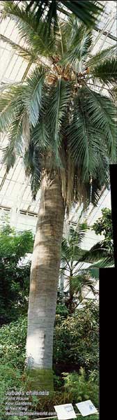 File:Botanic Gardens J chilensis02.jpg