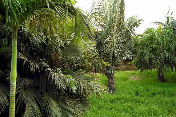 File:Botanic Gardens palm15.jpg