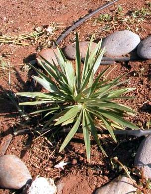 File:Thrinax ekmaniana.jpg