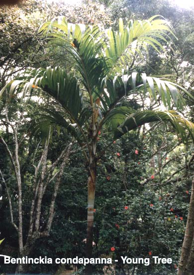 File:Bentinckia condapanna02.jpg