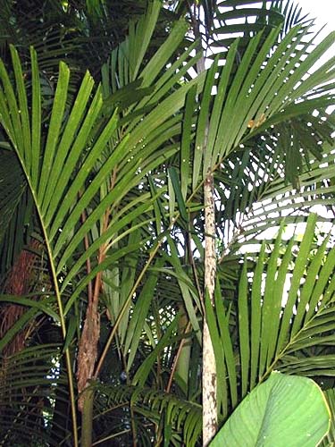 File:Hydriastele microcarpum02.jpg