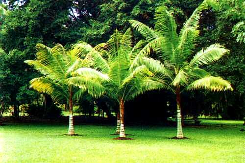 File:Dypsis leptocheilos1.jpg