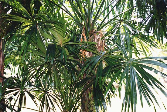 File:Borassodendron machadonis03.jpg