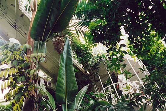 File:Botanic Gardens InteriorC.jpg