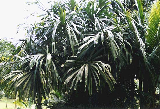 File:Borassodendron machadonis.jpg