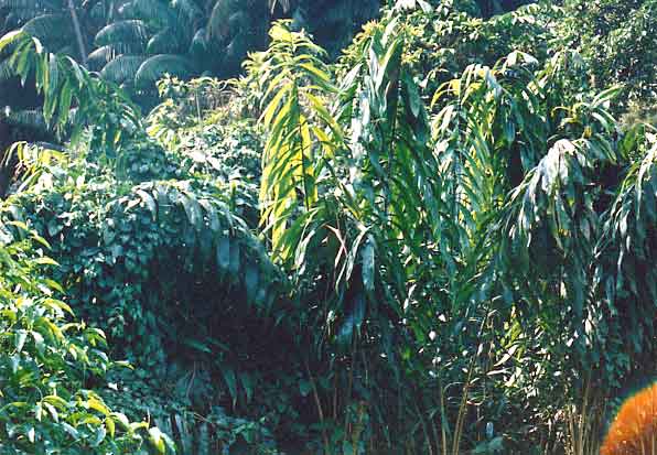 File:Salacca dubia.jpg