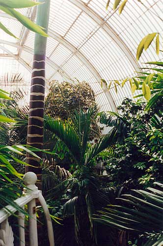 File:Botanic Gardens InteriorC02.jpg