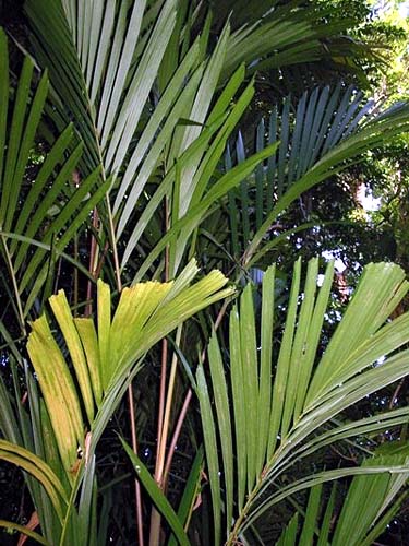 File:Hydriastele microcarpum.jpg