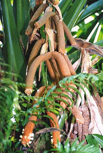 File:Borassodendron machadonis04.jpg