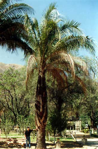 File:Parajubaea varTorallyi02.jpg