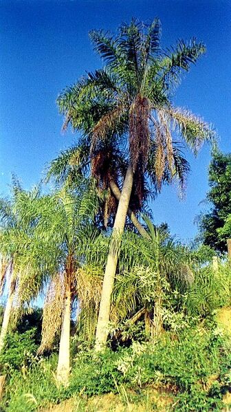 File:Acrocomia totai.jpg