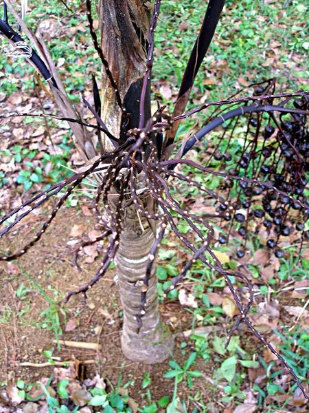 File:Hyophorbe vaughanii03.jpg