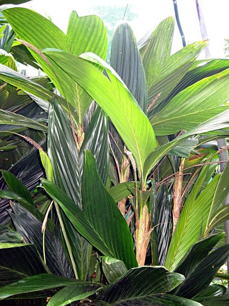 File:Calyptrocalyx pauciflorus03.jpg