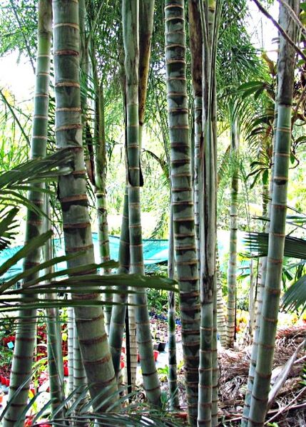 File:Dypsis madagascariensis02.jpg