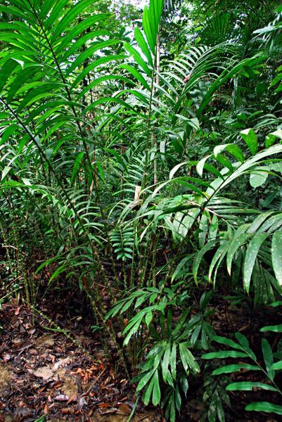 File:Eleiodoxa conferta.jpg