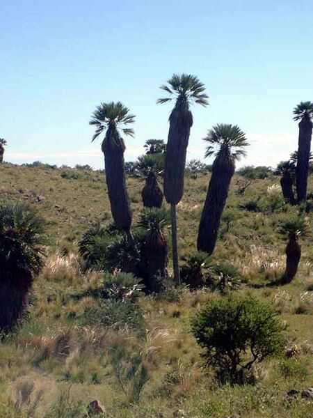 File:Trithrinax campestrisB.jpg
