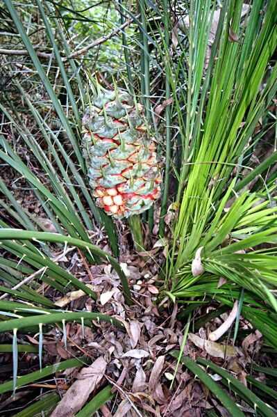 File:Macrozamia montana12.jpg