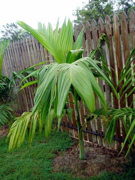 File:Bentinckia nicobarica02.jpg