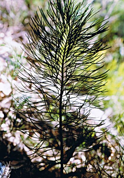 File:Macrozamia stenomera03.jpg