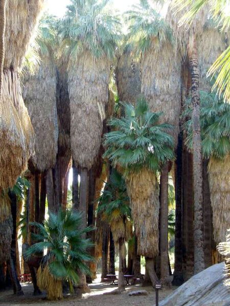 File:Washingtonia filiferaH03.jpg