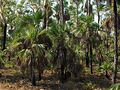 Thumbnail for version as of 08:23, 6 August 2024