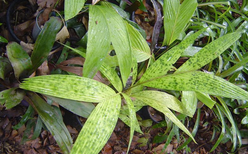 File:Pacsoa Show 5.jpg