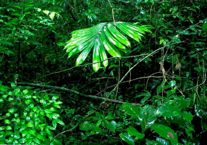 File:Zamia lacandonaL.jpg
