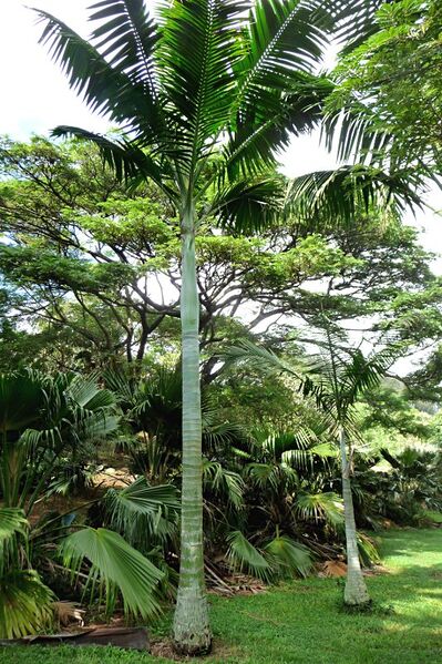File:Clinostigma ponapense.jpg