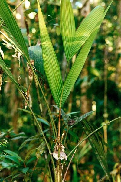 File:Calyptrocalyx calspitase.jpg