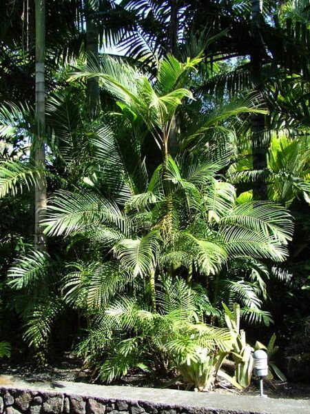 File:Pinanga philippinensis02.jpg