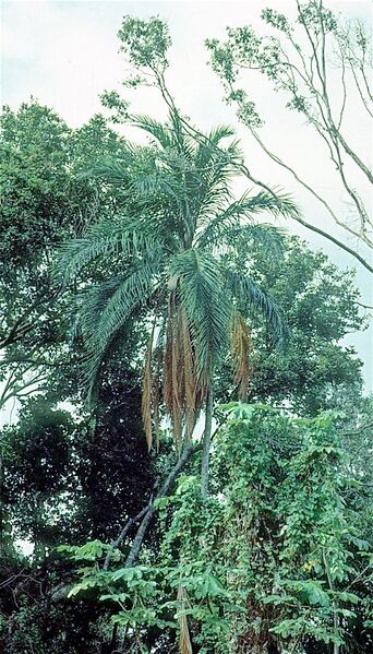File:Syagrus amara03.jpg
