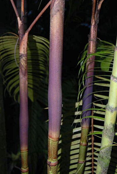 File:Pinanga philippinensis04.jpg