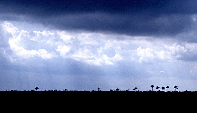 File:Roystonea regia05.jpg